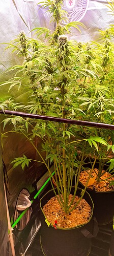 Growreport Bild 31