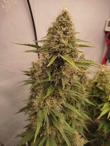 Growreport Bild 30