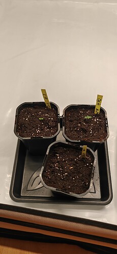 Growreport Bild 6
