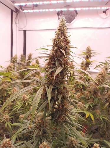 Growreport Bild 13