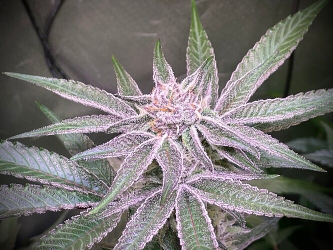 Growreport Bild 9