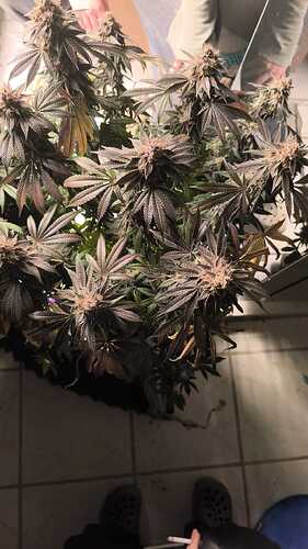 Growreport Bild 66