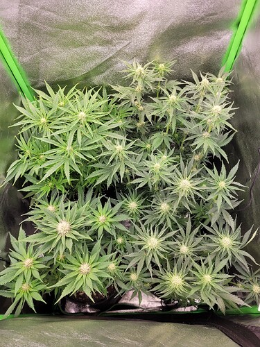 Growreport Bild 16