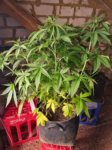 Zwei junge Cannabispflanzen in Stofftöpfen, eine mit gelben Blättern am unteren Teil, stehen auf roten und blauen Kisten.