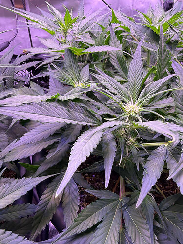 Growreport Bild 53