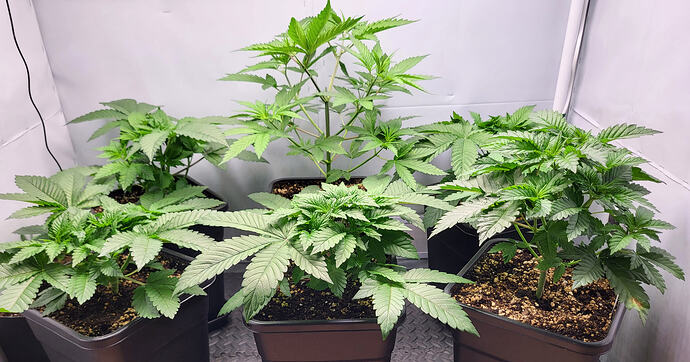 Growreport Bild 3