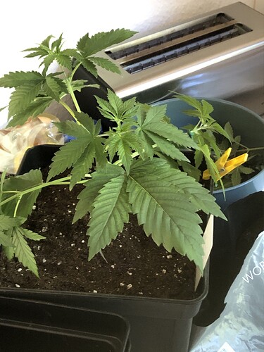 Growreport Bild 7