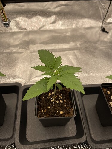 Growreport Bild 30