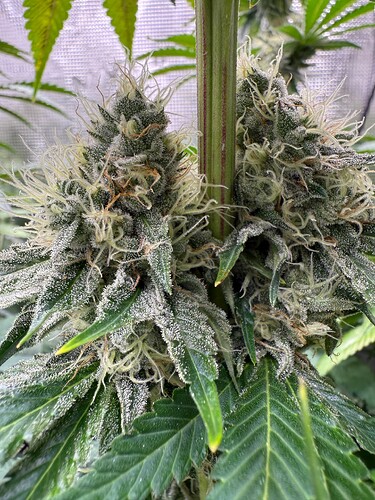 Growreport Bild 6