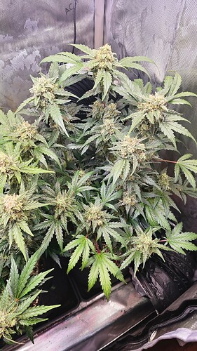 Growreport Bild 11