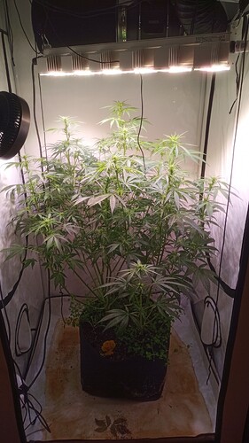 Growreport Bild 6