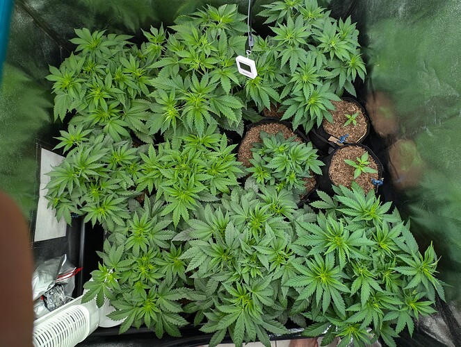 Growreport Bild 3