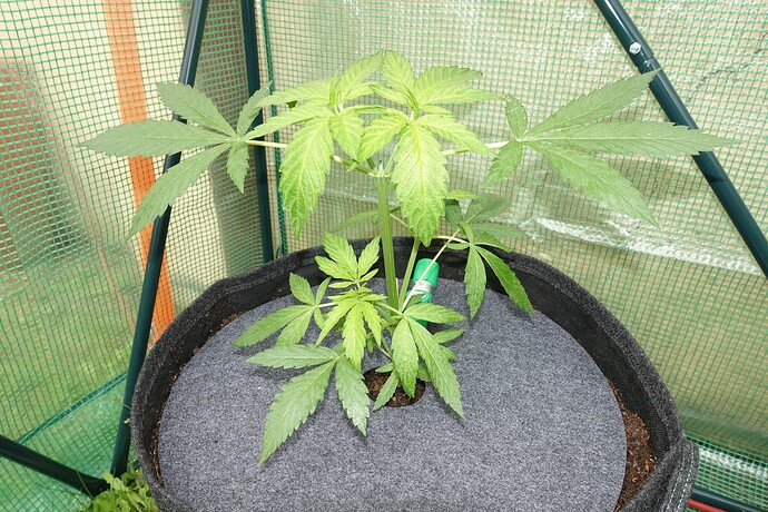 Growreport Bild 5