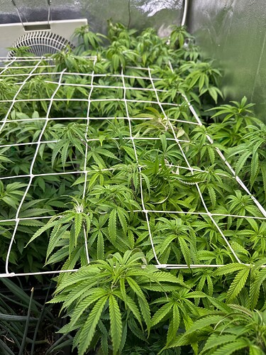 Growreport Bild 11