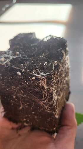 Growreport Bild 29