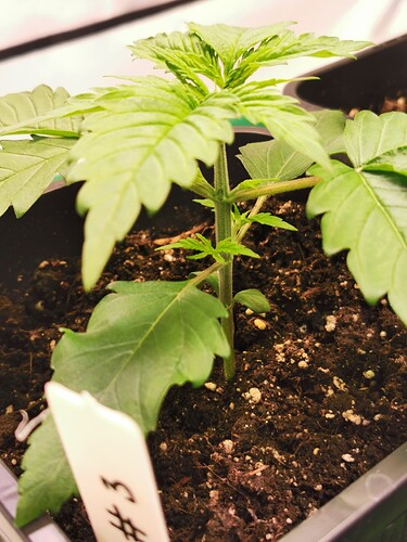Growreport Bild 4