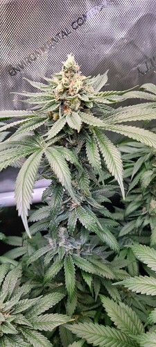 Growreport Bild 6