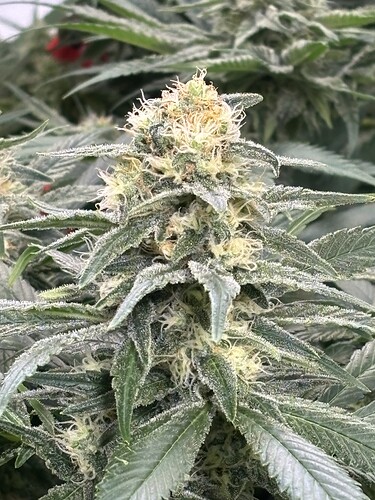 Growreport Bild 13