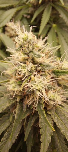 Growreport Bild 4