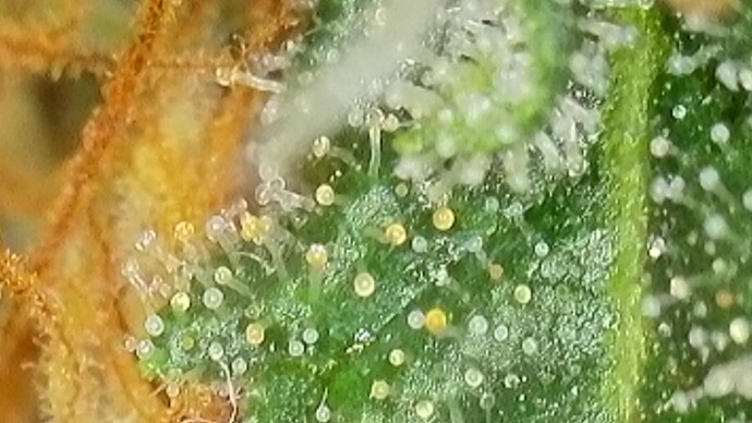 Growreport Bild 9
