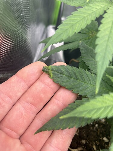 Growreport Bild 7