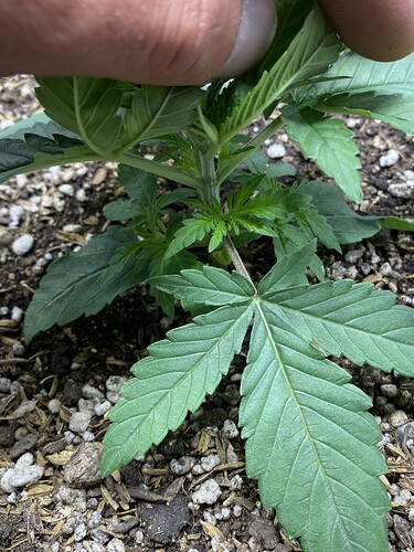 Growreport Bild 27