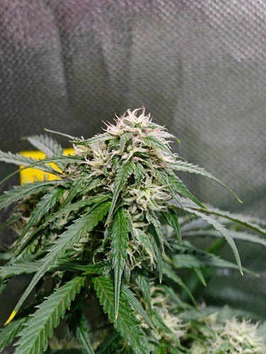 Growreport Bild 9
