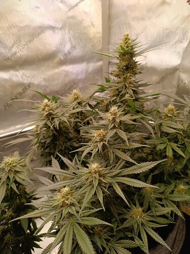 Growreport Bild 6