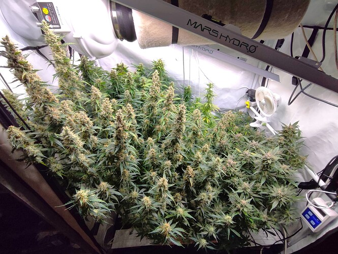 Growreport Bild 1