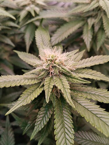 IMG_20250210_175959 - Kopie