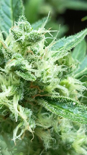 Growreport Bild 4