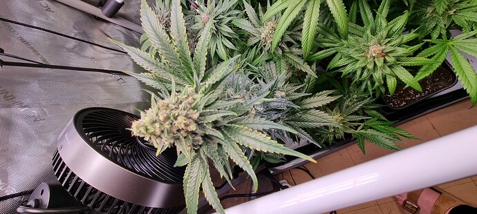 Growreport Bild 34