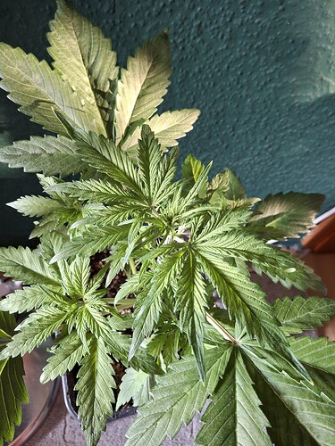 Growreport Bild 25