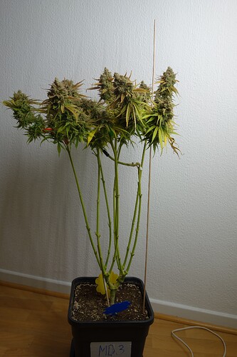 Growreport Bild 14