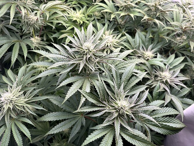 Growreport Bild 28