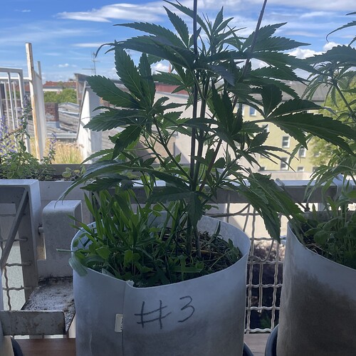 Growreport Bild 10