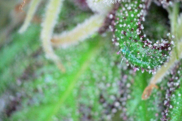 Grow25_1006_Trichome_BB1_2