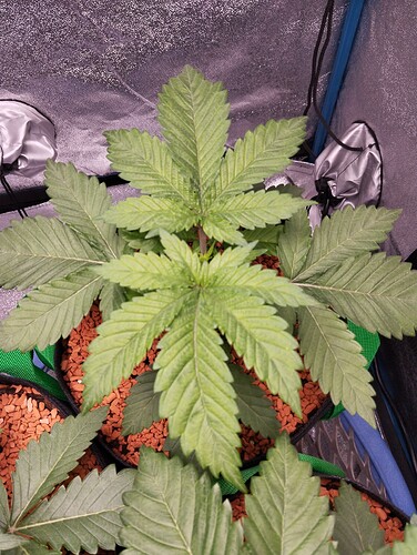 IMG_20241209_124914 - Kopie