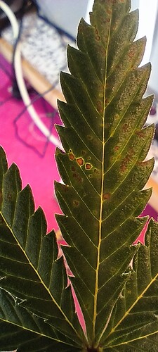 Growreport Bild 7