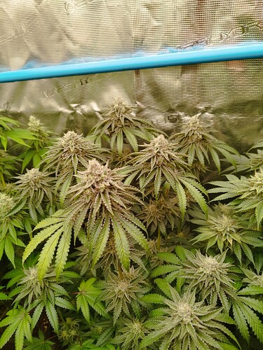Growreport Bild 5
