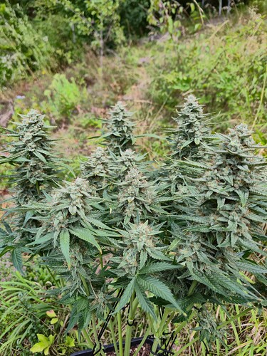 Growreport Bild 10