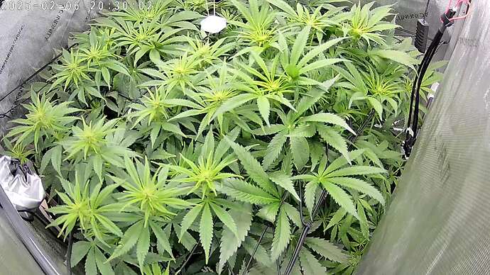 picture_20250206_203001