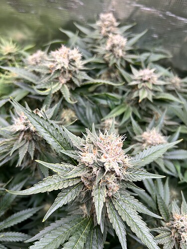 Nahaufnahme von blühenden Cannabispflanzen mit dichten, harzigen Blütenständen und ausgeprägten Trichomen.