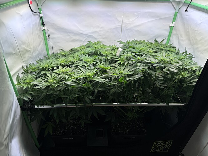 Growreport Bild 1