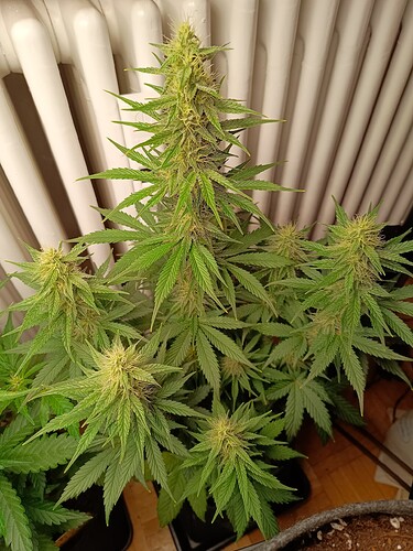 Growreport Bild 27