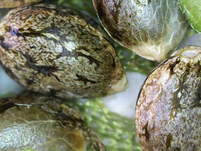 Image_2025-04-10 10_06_59_847