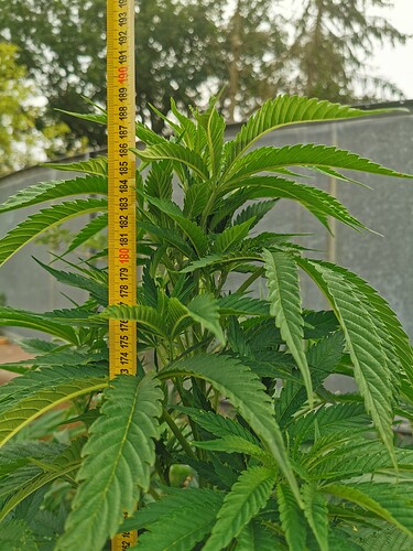 Growreport Bild 4
