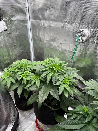 Growreport Bild 1