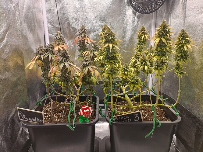 Growreport Bild 19