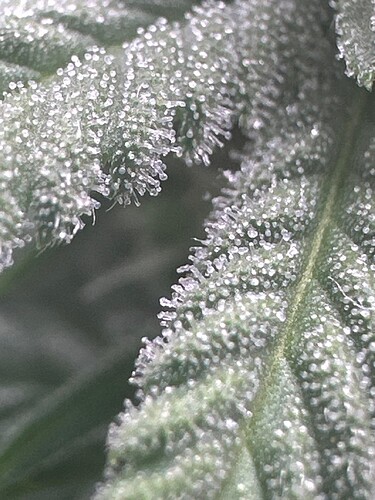 IMG-20240729-WA0124